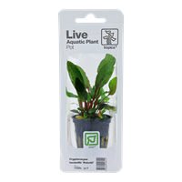 TROPICA POT CRYPT. 'PETCHII'