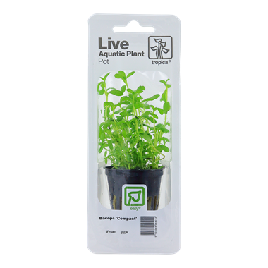 TROPICA MINI POT BACOPA MONNIERI 'COMPACT'