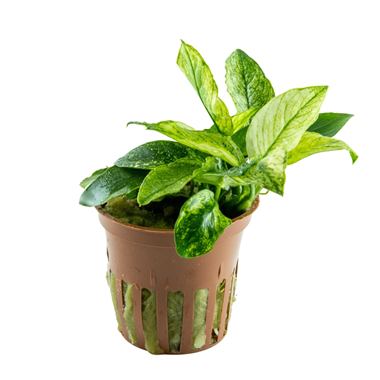 TROPICA POTTED PLANT ANUBIAS BARTERI VAR. NANA ’PINTO’