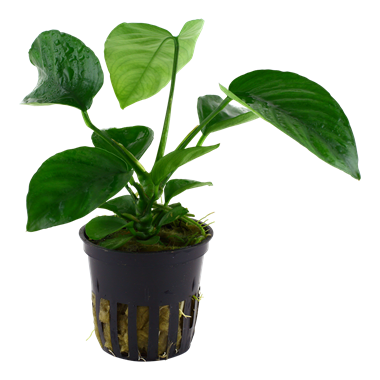 TROPICA POTTED ANUBIAS BARTERI CALADIIFOLIA