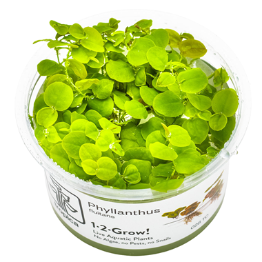 TROPICA 1-2-GROW! PHYL. FLUITANS