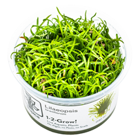 TROPICA 1-2-GROW! LILAEOPSIS BRASILIENSIS