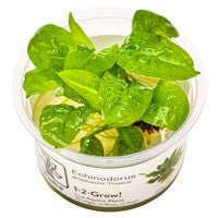 TROPICA 1-2-GROW! ECHINODORUS GRISEBACHII