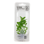 TROPICA MINI POT BACOPA CAROLINIANA