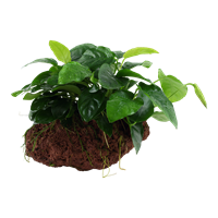 TROPICA ANUBIAS BARTERI 'NANA' ON LAVA STONE