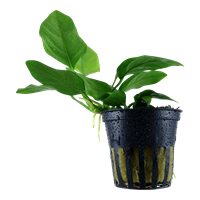 TROPICA ANUBIAS BARTERI VAR. NANA