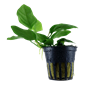 TROPICA PLANT PACK ANUBIAS BARTERI VAR. NANA