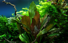 TROPICA POTTED ECHINODORUS 'RENI'