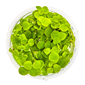 TROPICA 1-2-GROW! PHYL. FLUITANS