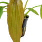 TROPICA POTTED ECHIN. 'RED DIAMOND'