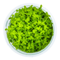 TROPICA 1-2-GROW! MICRAN. TWEEDIEI 'MONTE CARLO'