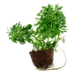 TROPICA MINI POT LIMNOPHILA SESSILIFLORA
