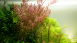 TROPICA MINI POT ROTALA ROTUNDIFOLIA