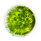 TROPICA 1-2-GROW! TAXI. 'FLAME MOSS'