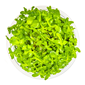 TROPICA 1-2-GROW! BACOPA CAROLINIANA