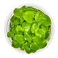 TROPICA 1-2-GROW! LOBELIA CARDINALIS 'MINI'