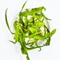 TROPICA 1-2-GROW! CRYPT. CRISPATULA