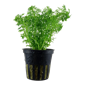 TROPICA PLANT PACK LIMNOPHILA SESSILIFLORA