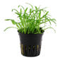 TROPICA PLANT PACK LILAEOPSIS BRASILIENSIS