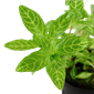 TROPICA HYGRO. 'ROSANERVIG'