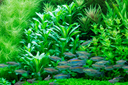 TROPICA POTTED LOBELIA CARDINALIS