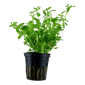 TROPICA MINI POT BACOPA MONNIERI 'COMPACT'