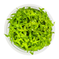TROPICA 1-2-GROW! GRATIOLA VISCIDULA