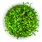 TROPICA 1-2-GROW! MARSILEA MINUTA