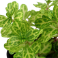 TROPICA POTTED PLANT SHINNERSIA RIVULARIS