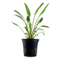 TROPICA PLANT PACK CRYPT. X WILLISII