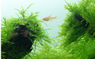TROPICA PORTION TAXIPHYLLUM SP. 'SPIKY MOSS'
