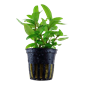 Tropica Potted Staurogyne Repens