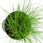 TROPICA POTTED ELEOCHARIS PARVULA