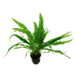 TROPICA POTTED MICROSORUM PTEROPUS