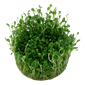 Tropica 1-2-Grow! Glossostigma elatinoides