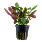 TROPICA PLANT PACK LOBELIA CARDINALIS