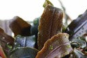 TROPICA POTTED BUCE. 'KEDAGANG'