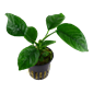 TROPICA POTTED ANUBIAS BARTERI CALADIIFOLIA