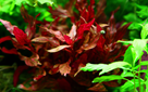 TROPICA ALTER. REIN. 'ROSANERVIG'