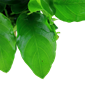 TROPICA POTTED ANUBIAS BARTERI 'LARGE'