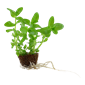 TROPICA MINI POT BACOPA CAROLINIANA