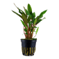 TROPICA POT CRYPT. 'PETCHII'
