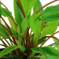 TROPICA POTTED CRYPT. WENDTII 'GREEN'