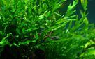 TROPICA BOLBITIS HEUDELOTII XL
