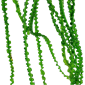 TROPICA CRINUM CALAMISTRATUM