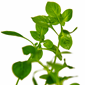 TROPICA POTTED LUDWIGIA PALUSTRIS 'GREEN'