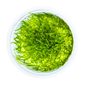TROPICA 1-2-GROW! 'BOGOR MOSS'