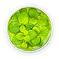 TROPICA 1-2-GROW! LIMNOBIUM LAEVIGATUM