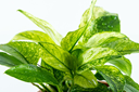 TROPICA POTTED PLANT ANUBIAS BARTERI VAR. NANA ’PINTO’