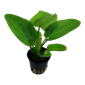 TROPICA POTTED ECHIN. 'AQUARTICA'